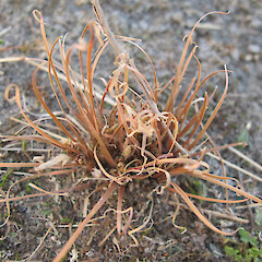Carex rubicunda