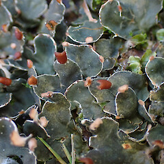 Terricolous in sprayed garden edge with Lunularia cruciata, Lake Tarawera Rotorua.<br>Photographer: Marley Ford, Date taken: 24/05/2023, Licence: <a target='_blank' href='https://creativecommons.org/licenses/by/4.0'>CC BY</a>. <a class='member-message' href='/nzpcn/why-join-nzpcn/' target='_blank'>Members can view a larger version of this image.</a>