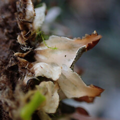Terricolous in sprayed garden edge with Lunularia cruciata, Lake Tarawera Rotorua.<br>Photographer: Marley Ford, Date taken: 24/05/2023, Licence: <a target='_blank' href='https://creativecommons.org/licenses/by/4.0'>CC BY</a>. <a class='member-message' href='/nzpcn/why-join-nzpcn/' target='_blank'>Members can view a larger version of this image.</a>