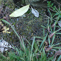 Terricolous in sprayed garden edge with Lunularia cruciata, Lake Tarawera Rotorua.<br>Photographer: Marley Ford, Date taken: 24/05/2023, Licence: <a target='_blank' href='https://creativecommons.org/licenses/by/4.0'>CC BY</a>. <a class='member-message' href='/nzpcn/why-join-nzpcn/' target='_blank'>Members can view a larger version of this image.</a>