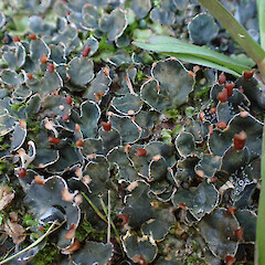 Terricolous in sprayed garden edge with Lunularia cruciata, Lake Tarawera Rotorua.<br>Photographer: Marley Ford, Date taken: 24/05/2023, Licence: <a target='_blank' href='https://creativecommons.org/licenses/by/4.0'>CC BY</a>. <a class='member-message' href='/nzpcn/why-join-nzpcn/' target='_blank'>Members can view a larger version of this image.</a>