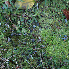 Terricolous in sprayed garden edge with Lunularia cruciata, Lake Tarawera Rotorua.<br>Photographer: Marley Ford, Date taken: 24/05/2023, Licence: <a target='_blank' href='https://creativecommons.org/licenses/by/4.0'>CC BY</a>. <a class='member-message' href='/nzpcn/why-join-nzpcn/' target='_blank'>Members can view a larger version of this image.</a>