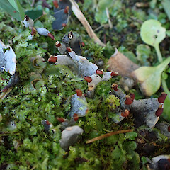 Terricolous in sprayed garden edge with Lunularia cruciata, Lake Tarawera Rotorua.<br>Photographer: Marley Ford, Date taken: 24/05/2023, Licence: <a target='_blank' href='https://creativecommons.org/licenses/by/4.0'>CC BY</a>. <a class='member-message' href='/nzpcn/why-join-nzpcn/' target='_blank'>Members can view a larger version of this image.</a>