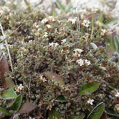 Heron Basin.<br>Photographer: Jane Gosden, Date taken: 10/01/2020, Licence: <a target='_blank' href='https://creativecommons.org/licenses/by-nc/4.0'>CC BY-NC</a>. <a class='member-message' href='/nzpcn/why-join-nzpcn/' target='_blank'>Members can view a larger version of this image.</a>