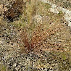 Photographer: Melissa Hutchison, Date taken: 27/02/2021, Licence: <a target='_blank' href='https://creativecommons.org/licenses/by-nc/4.0'>CC BY-NC</a>. <a class='member-message' href='/nzpcn/why-join-nzpcn/' target='_blank'>Members can view a larger version of this image.</a>
