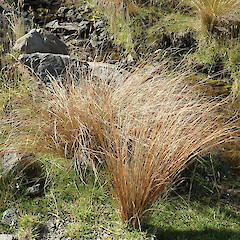 Photographer: Melissa Hutchison, Date taken: 24/03/2021, Licence: <a target='_blank' href='https://creativecommons.org/licenses/by-nc/4.0'>CC BY-NC</a>. <a class='member-message' href='/nzpcn/why-join-nzpcn/' target='_blank'>Members can view a larger version of this image.</a>