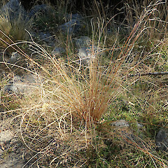 Photographer: Melissa Hutchison, Date taken: 22/03/2021, Licence: <a target='_blank' href='https://creativecommons.org/licenses/by-nc/4.0'>CC BY-NC</a>. <a class='member-message' href='/nzpcn/why-join-nzpcn/' target='_blank'>Members can view a larger version of this image.</a>