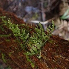 On Dicksonia squarrosa Kerikeri Falls Northland.<br>Photographer: Marley Ford, Date taken: 01/06/2023, Licence: <a target='_blank' href='https://creativecommons.org/licenses/by-nc/4.0'>CC BY-NC</a>.