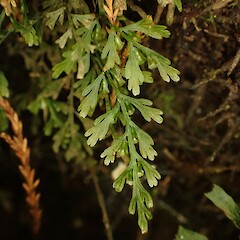 On Dicksonia squarrosa Kerikeri Falls Northland.<br>Photographer: Marley Ford, Date taken: 01/06/2023, Licence: <a target='_blank' href='https://creativecommons.org/licenses/by-nc/4.0'>CC BY-NC</a>.