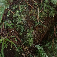 On Dicksonia squarrosa Kerikeri Falls Northland.<br>Photographer: Marley Ford, Date taken: 01/06/2023, Licence: <a target='_blank' href='https://creativecommons.org/licenses/by-nc/4.0'>CC BY-NC</a>.