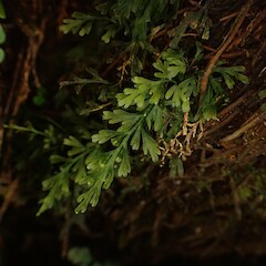 On Dicksonia squarrosa Kerikeri Falls Northland.<br>Photographer: Marley Ford, Date taken: 01/06/2023, Licence: <a target='_blank' href='https://creativecommons.org/licenses/by-nc/4.0'>CC BY-NC</a>.