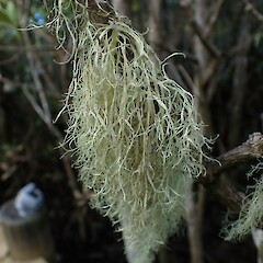 Ramalina pacifica