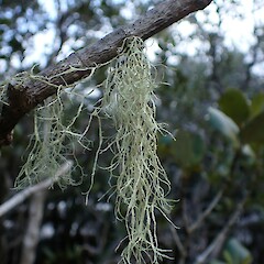 Corticolous in mangroves, Kerikeri Northland.<br>Photographer: Marley Ford, Date taken: 01/06/2023, Licence: <a target='_blank' href='https://creativecommons.org/licenses/by-nc/4.0'>CC BY-NC</a>. <a class='member-message' href='/nzpcn/why-join-nzpcn/' target='_blank'>Members can view a larger version of this image.</a>