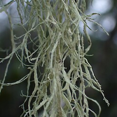 Corticolous in mangroves, Kerikeri Northland.<br>Photographer: Marley Ford, Date taken: 01/06/2023, Licence: <a target='_blank' href='https://creativecommons.org/licenses/by-nc/4.0'>CC BY-NC</a>. <a class='member-message' href='/nzpcn/why-join-nzpcn/' target='_blank'>Members can view a larger version of this image.</a>