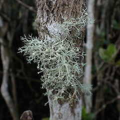 Corticolous in mangroves, Kerikeri Northland.<br>Photographer: Marley Ford, Date taken: 01/06/2023, Licence: <a target='_blank' href='https://creativecommons.org/licenses/by-nc/4.0'>CC BY-NC</a>. <a class='member-message' href='/nzpcn/why-join-nzpcn/' target='_blank'>Members can view a larger version of this image.</a>
