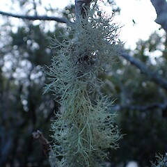 Corticolous in mangroves, Kerikeri Northland.<br>Photographer: Marley Ford, Date taken: 01/06/2023, Licence: <a target='_blank' href='https://creativecommons.org/licenses/by-nc/4.0'>CC BY-NC</a>. <a class='member-message' href='/nzpcn/why-join-nzpcn/' target='_blank'>Members can view a larger version of this image.</a>
