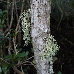 Corticolous in mangroves, Kerikeri Northland.<br>Photographer: Marley Ford, Date taken: 01/06/2023, Licence: <a target='_blank' href='https://creativecommons.org/licenses/by-nc/4.0'>CC BY-NC</a>. <a class='member-message' href='/nzpcn/why-join-nzpcn/' target='_blank'>Members can view a larger version of this image.</a>