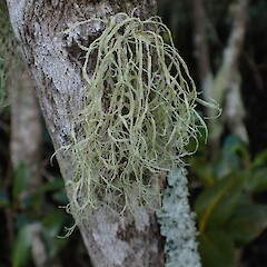 Corticolous in mangroves, Kerikeri Northland.<br>Photographer: Marley Ford, Date taken: 01/06/2023, Licence: <a target='_blank' href='https://creativecommons.org/licenses/by-nc/4.0'>CC BY-NC</a>. <a class='member-message' href='/nzpcn/why-join-nzpcn/' target='_blank'>Members can view a larger version of this image.</a>
