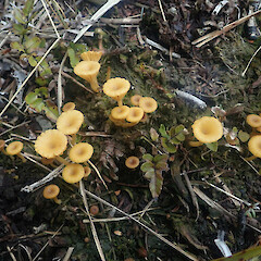 Locally abundant in peaty soil in manuka - Dracophyllum shrub, Slopedown Southland.<br>Photographer: Marley Ford, Date taken: 16/11/2022, Licence: <a target='_blank' href='https://creativecommons.org/licenses/by/4.0'>CC BY</a>. <a class='member-message' href='/nzpcn/why-join-nzpcn/' target='_blank'>Members can view a larger version of this image.</a>