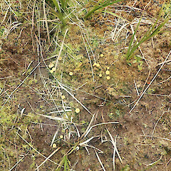 Locally abundant in peaty soil in manuka - Dracophyllum shrub, Slopedown Southland.<br>Photographer: Marley Ford, Date taken: 16/11/2022, Licence: <a target='_blank' href='https://creativecommons.org/licenses/by/4.0'>CC BY</a>. <a class='member-message' href='/nzpcn/why-join-nzpcn/' target='_blank'>Members can view a larger version of this image.</a>