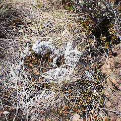 Terricolous in subalpine, Red Hills Nelson.<br>Photographer: Marley Ford, Date taken: 08/01/2023, Licence: <a target='_blank' href='https://creativecommons.org/licenses/by/4.0'>CC BY</a>. <a class='member-message' href='/nzpcn/why-join-nzpcn/' target='_blank'>Members can view a larger version of this image.</a>