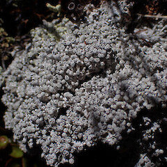 Lepra dactylina