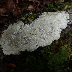 Lepra novaezelandiae