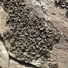 Heathcote Bluffs, Port Hills.<br>Photographer: Melissa Hutchison, Date taken: 05/11/2022, Licence: <a target='_blank' href='https://creativecommons.org/licenses/by-nc/4.0'>CC BY-NC</a>. <a class='member-message' href='/nzpcn/why-join-nzpcn/' target='_blank'>Members can view a larger version of this image.</a>