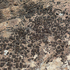 Heathcote Bluffs, Port Hills.<br>Photographer: Melissa Hutchison, Date taken: 05/11/2022, Licence: <a target='_blank' href='https://creativecommons.org/licenses/by-nc/4.0'>CC BY-NC</a>. <a class='member-message' href='/nzpcn/why-join-nzpcn/' target='_blank'>Members can view a larger version of this image.</a>