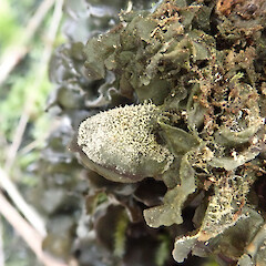 Hay Reserve, Banks Peninsula.<br>Photographer: Allison Knight, Licence: <a target='_blank' href='https://creativecommons.org/licenses/by-nc/4.0'>CC BY-NC</a>. <a class='member-message' href='/nzpcn/why-join-nzpcn/' target='_blank'>Members can view a larger version of this image.</a>