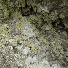 Misty Peaks, Banks Peninsula.<br>Photographer: Melissa Hutchison, Date taken: 08/11/2022, Licence: <a target='_blank' href='https://creativecommons.org/licenses/by-nc/4.0'>CC BY-NC</a>. <a class='member-message' href='/nzpcn/why-join-nzpcn/' target='_blank'>Members can view a larger version of this image.</a>