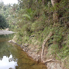 Locally abundant on river gorge edges, Pukuti Far North.<br>Photographer: Marley Ford, Date taken: 09/06/2023, Licence: <a target='_blank' href='https://creativecommons.org/licenses/by/4.0'>CC BY</a>.
