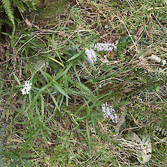 Locally abundant on river gorge edges, Pukuti Far North.<br>Photographer: Marley Ford, Date taken: 09/06/2023, Licence: <a target='_blank' href='https://creativecommons.org/licenses/by/4.0'>CC BY</a>.