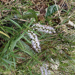 Locally abundant on river gorge edges, Pukuti Far North.<br>Photographer: Marley Ford, Date taken: 09/06/2023, Licence: <a target='_blank' href='https://creativecommons.org/licenses/by/4.0'>CC BY</a>.