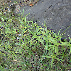 Locally abundant on river gorge edges, Puketi Far North.<br>Photographer: Marley Ford, Date taken: 16/01/2020, Licence: <a target='_blank' href='https://creativecommons.org/licenses/by/4.0'>CC BY</a>.