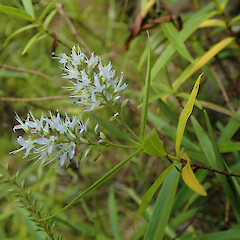 Locally abundant on river gorge edges, Puketi Far North.<br>Photographer: Marley Ford, Date taken: 16/01/2020, Licence: <a target='_blank' href='https://creativecommons.org/licenses/by/4.0'>CC BY</a>.