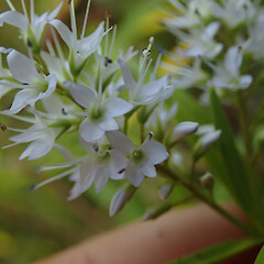 Locally abundant on river gorge edges, Puketi Far North.<br>Photographer: Marley Ford, Date taken: 16/01/2020, Licence: <a target='_blank' href='https://creativecommons.org/licenses/by/4.0'>CC BY</a>.