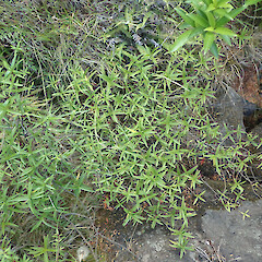 Locally abundant on river gorge edges, Puketi Far North.<br>Photographer: Marley Ford, Date taken: 16/01/2020, Licence: <a target='_blank' href='https://creativecommons.org/licenses/by/4.0'>CC BY</a>.