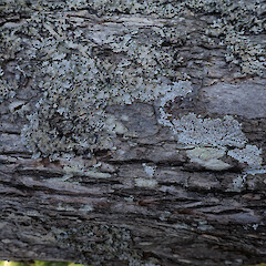 Corticolous on pohutukawa, One Tree Hill/Maungakiekie Auckland.<br>Photographer: Marley Ford, Date taken: 21/10/2021, Licence: <a target='_blank' href='https://creativecommons.org/licenses/by/4.0'>CC BY</a>. <a class='member-message' href='/nzpcn/why-join-nzpcn/' target='_blank'>Members can view a larger version of this image.</a>