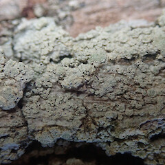 Corticolous on pohutukawa, One Tree Hill/Maungakiekie Auckland.<br>Photographer: Marley Ford, Date taken: 21/10/2021, Licence: <a target='_blank' href='https://creativecommons.org/licenses/by/4.0'>CC BY</a>. <a class='member-message' href='/nzpcn/why-join-nzpcn/' target='_blank'>Members can view a larger version of this image.</a>