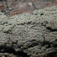 Corticolous on pohutukawa, One Tree Hill/Maungakiekie Auckland.<br>Photographer: Marley Ford, Date taken: 21/10/2021, Licence: <a target='_blank' href='https://creativecommons.org/licenses/by/4.0'>CC BY</a>. <a class='member-message' href='/nzpcn/why-join-nzpcn/' target='_blank'>Members can view a larger version of this image.</a>