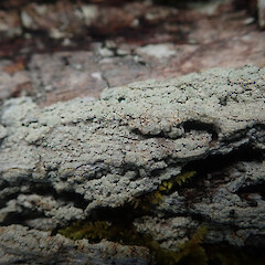 Corticolous on pohutukawa, One Tree Hill/Maungakiekie Auckland.<br>Photographer: Marley Ford, Date taken: 21/10/2021, Licence: <a target='_blank' href='https://creativecommons.org/licenses/by/4.0'>CC BY</a>. <a class='member-message' href='/nzpcn/why-join-nzpcn/' target='_blank'>Members can view a larger version of this image.</a>