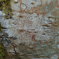 Coniocarpon cinnabarinum