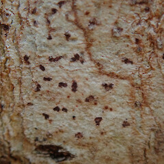 On tree privet, near Huntly.<br>Photographer: Melissa Hutchison, Date taken: 23/02/2022, Licence: <a target='_blank' href='https://creativecommons.org/licenses/by-nc/4.0'>CC BY-NC</a>. <a class='member-message' href='/nzpcn/why-join-nzpcn/' target='_blank'>Members can view a larger version of this image.</a>