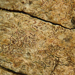 Enterographa pallidella