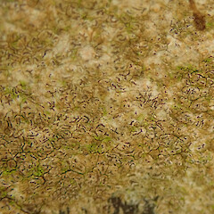 On common alder, near Huntly.<br>Photographer: Melissa Hutchison, Date taken: 25/02/2022, Licence: <a target='_blank' href='https://creativecommons.org/licenses/by-nc/4.0'>CC BY-NC</a>. <a class='member-message' href='/nzpcn/why-join-nzpcn/' target='_blank'>Members can view a larger version of this image.</a>