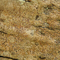 On common alder, near Huntly.<br>Photographer: Melissa Hutchison, Date taken: 25/02/2022, Licence: <a target='_blank' href='https://creativecommons.org/licenses/by-nc/4.0'>CC BY-NC</a>. <a class='member-message' href='/nzpcn/why-join-nzpcn/' target='_blank'>Members can view a larger version of this image.</a>