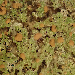 Phyllopsora malcolmii