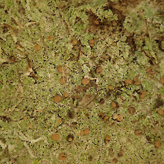 On tree privet in the Waikatō.<br>Photographer: Melissa Hutchison, Date taken: 23/02/2022, Licence: <a target='_blank' href='https://creativecommons.org/licenses/by-nc/4.0'>CC BY-NC</a>. <a class='member-message' href='/nzpcn/why-join-nzpcn/' target='_blank'>Members can view a larger version of this image.</a>