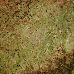 On tree privet in the Waikatō.<br>Photographer: Melissa Hutchison, Date taken: 23/02/2022, Licence: <a target='_blank' href='https://creativecommons.org/licenses/by-nc/4.0'>CC BY-NC</a>. <a class='member-message' href='/nzpcn/why-join-nzpcn/' target='_blank'>Members can view a larger version of this image.</a>